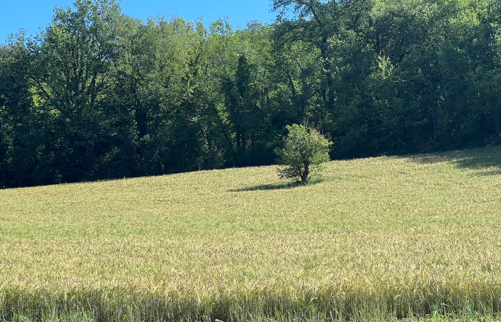 ORZO